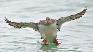 Red-breasted Merganser