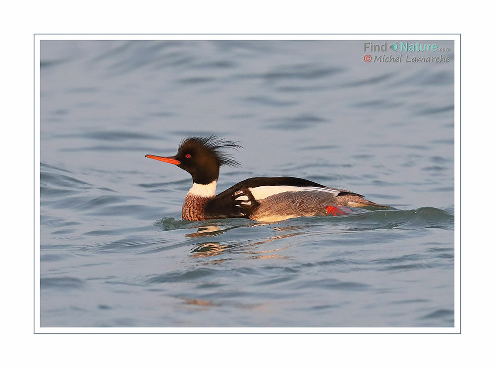 Red-breasted Merganser male adult