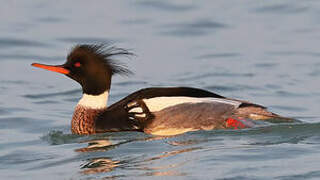 Red-breasted Merganser