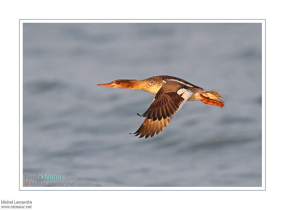 Red-breasted Merganser female adult, Flight