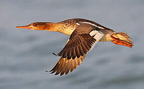 Red-breasted Merganser