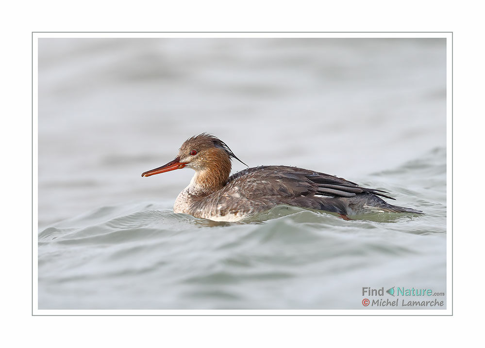 Red-breasted Merganser female adult