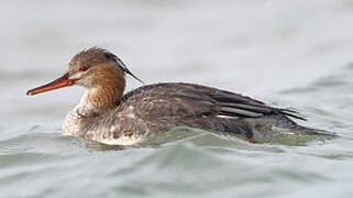 Red-breasted Merganser