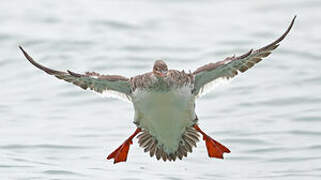 Red-breasted Merganser