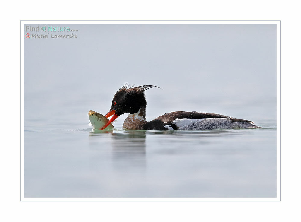 Harle huppé mâle subadulte, pêche/chasse, mange