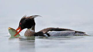 Red-breasted Merganser