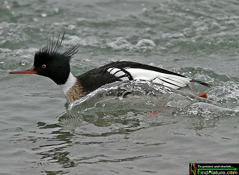 Red-breasted Merganser