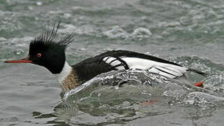 Red-breasted Merganser