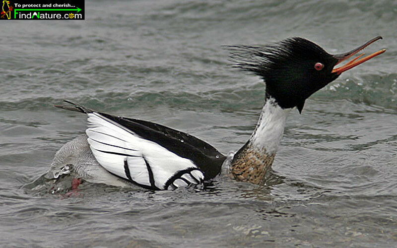 Red-breasted Merganser