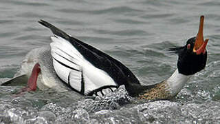 Red-breasted Merganser