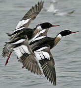 Red-breasted Merganser