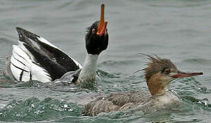 Red-breasted Merganser