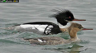 Red-breasted Merganser