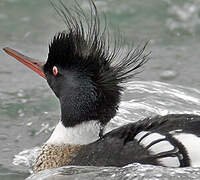 Red-breasted Merganser