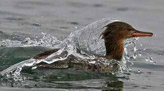 Red-breasted Merganser