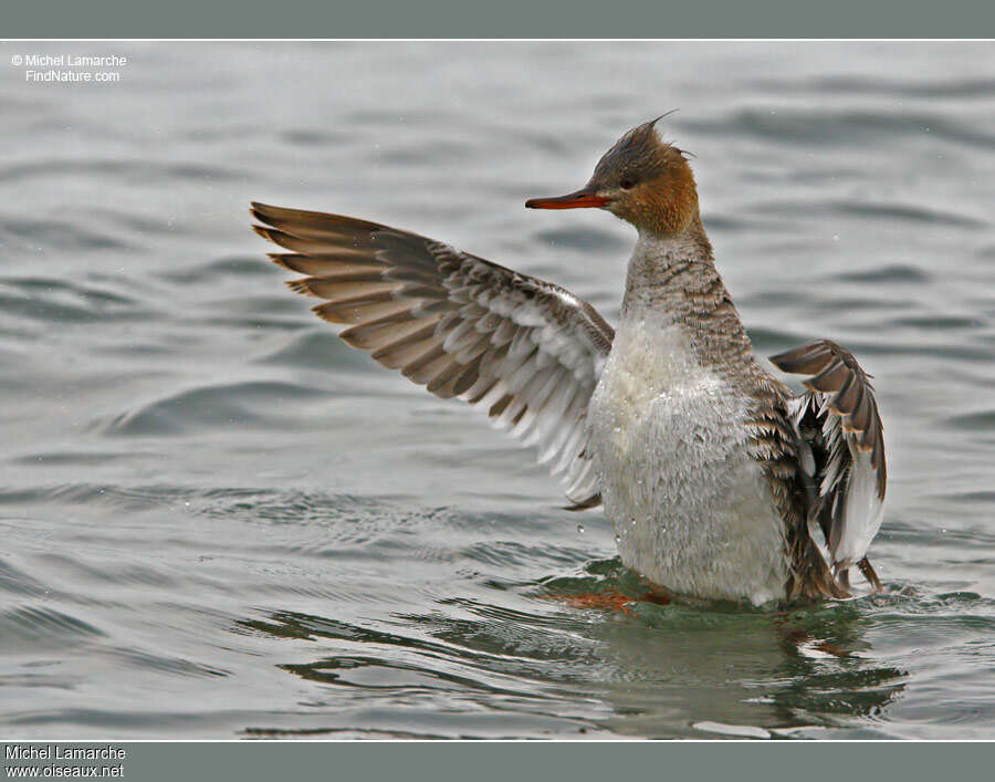 Red-breasted Merganser female adult, Behaviour