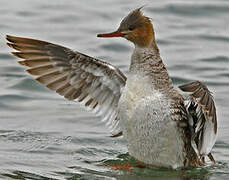 Red-breasted Merganser