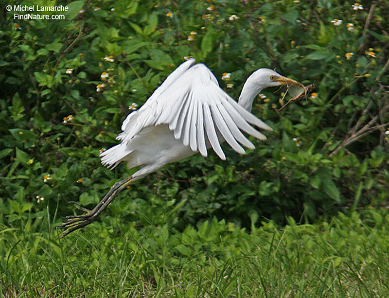 Western Cattle Egret