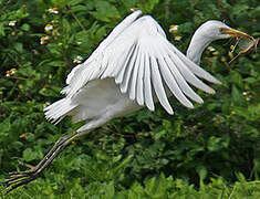 Western Cattle Egret