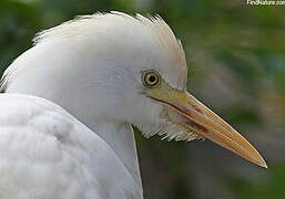 Western Cattle Egret