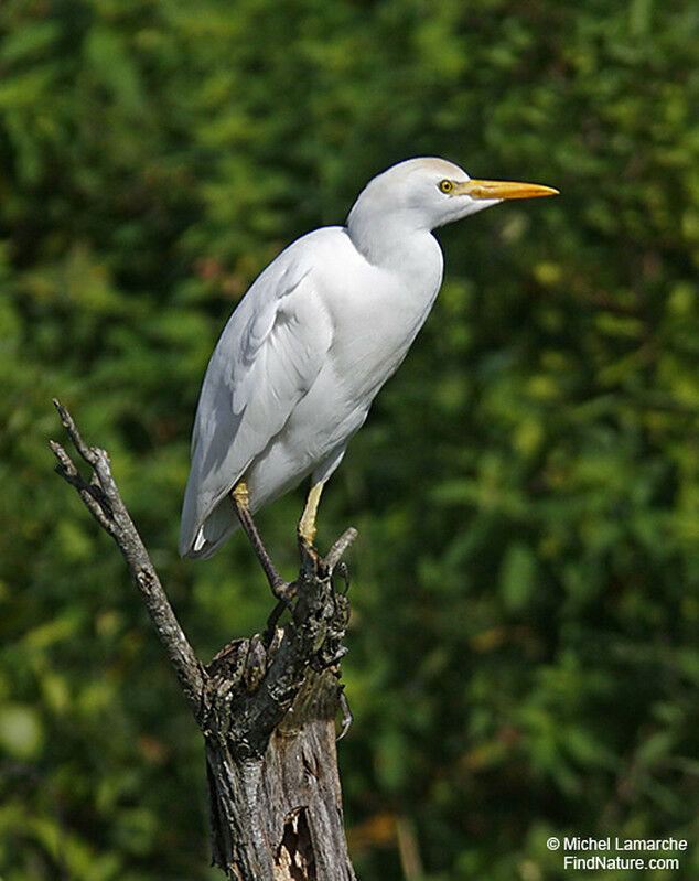 Western Cattle Egret