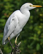 Western Cattle Egret