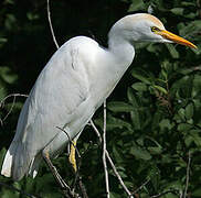 Western Cattle Egret