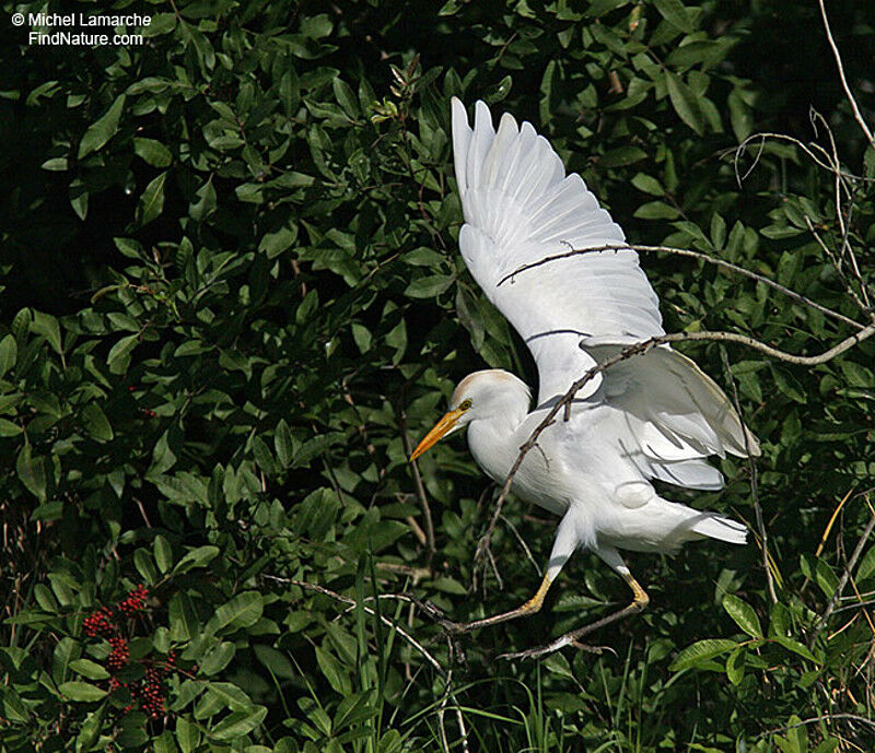 Western Cattle Egret