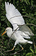 Western Cattle Egret