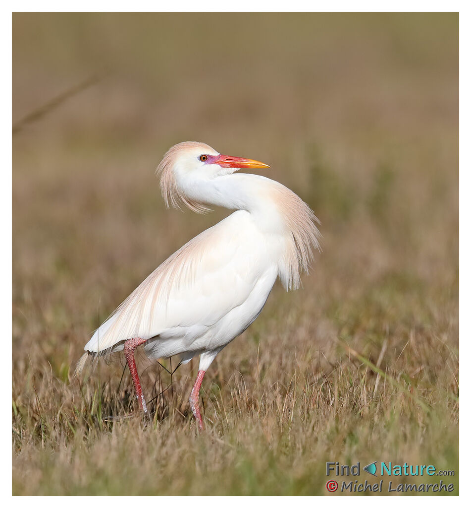 Western Cattle Egret