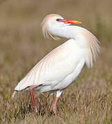 Western Cattle Egret