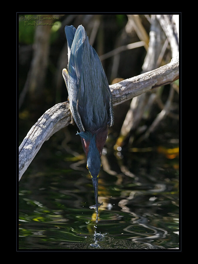 Green Heronadult, feeding habits