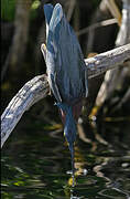 Green Heron