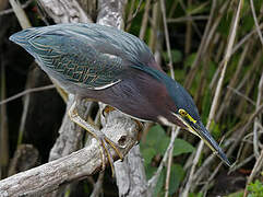 Green Heron