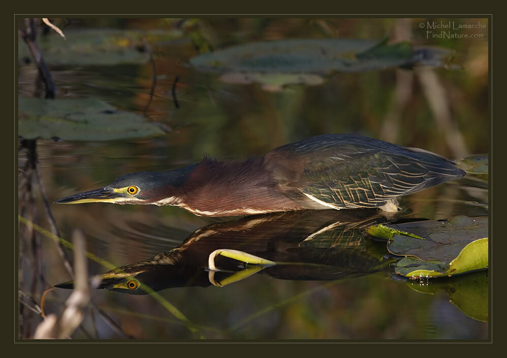 Green Heronadult, Behaviour