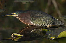 Green Heron