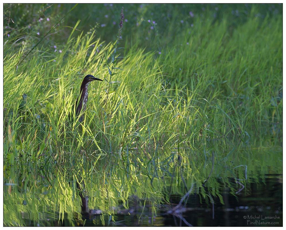 Green Heronadult