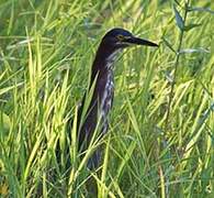 Green Heron