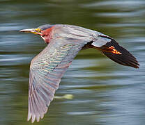 Green Heron