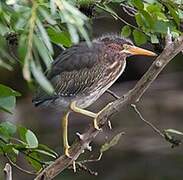 Green Heron