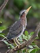 Green Heron