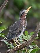 Green Heron