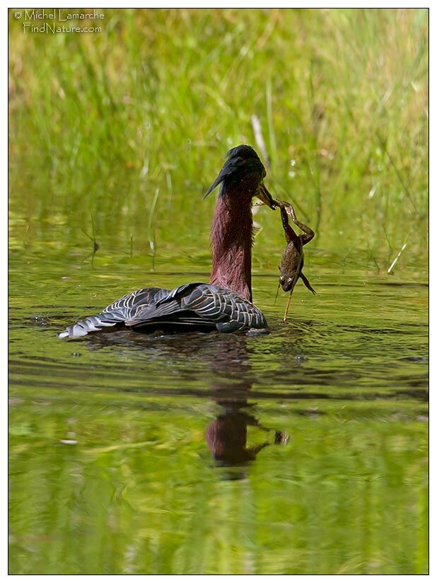 Green Heron, Behaviour