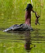 Green Heron