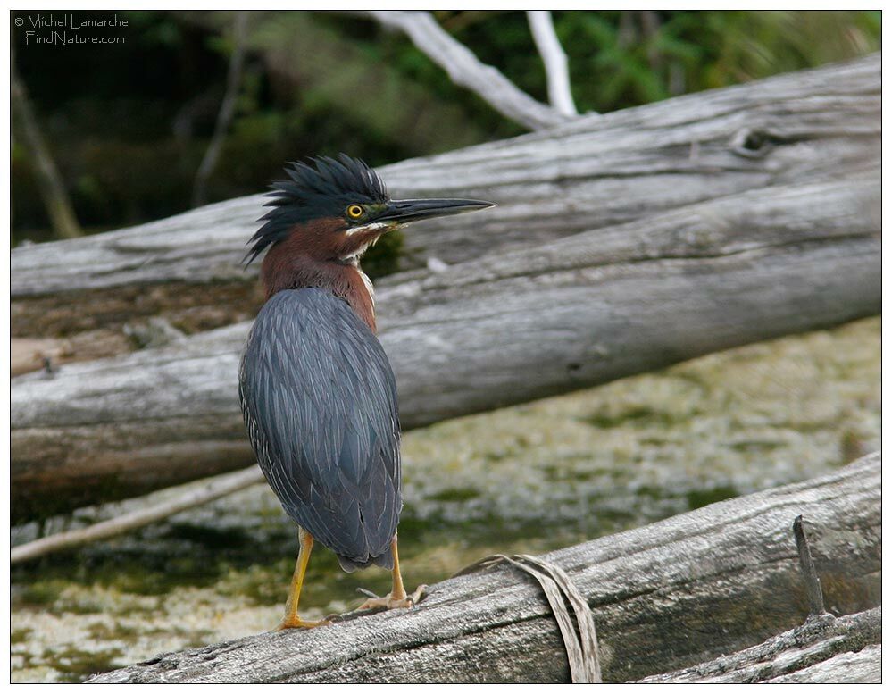 Green Heronadult