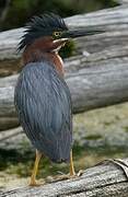 Green Heron