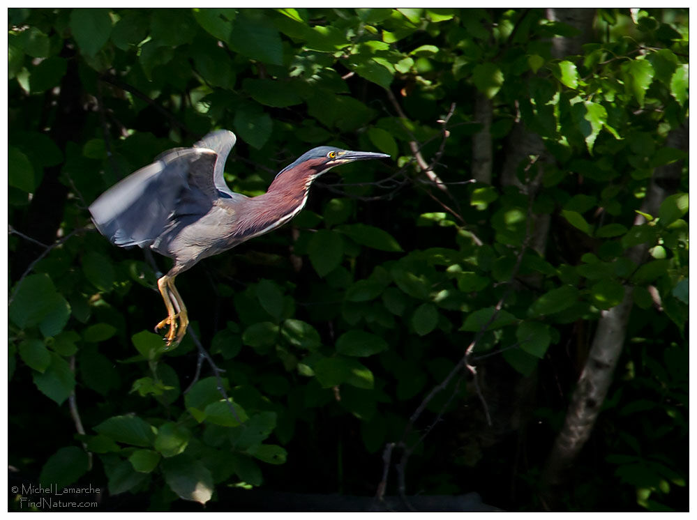 Green Heronadult, Flight