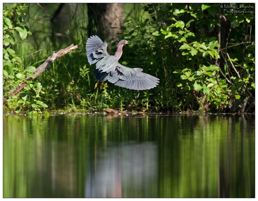 Green Heronadult, Flight