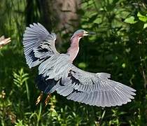 Green Heron