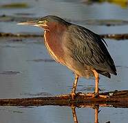 Green Heron